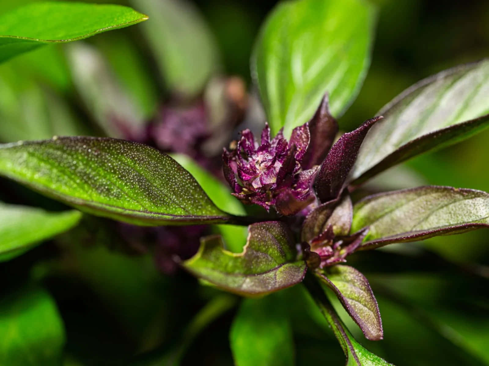 Delight In The Fragrance Of Purple Basil Wallpaper