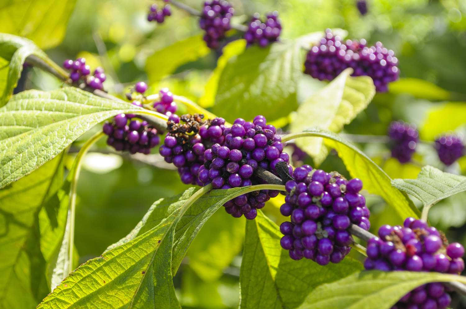 Delight In The Sweetness Of Purple Berries