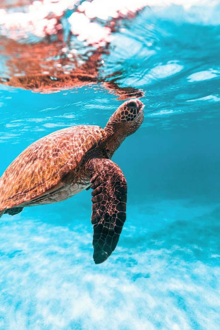 Delightful Baby Turtle Underwater Wallpaper