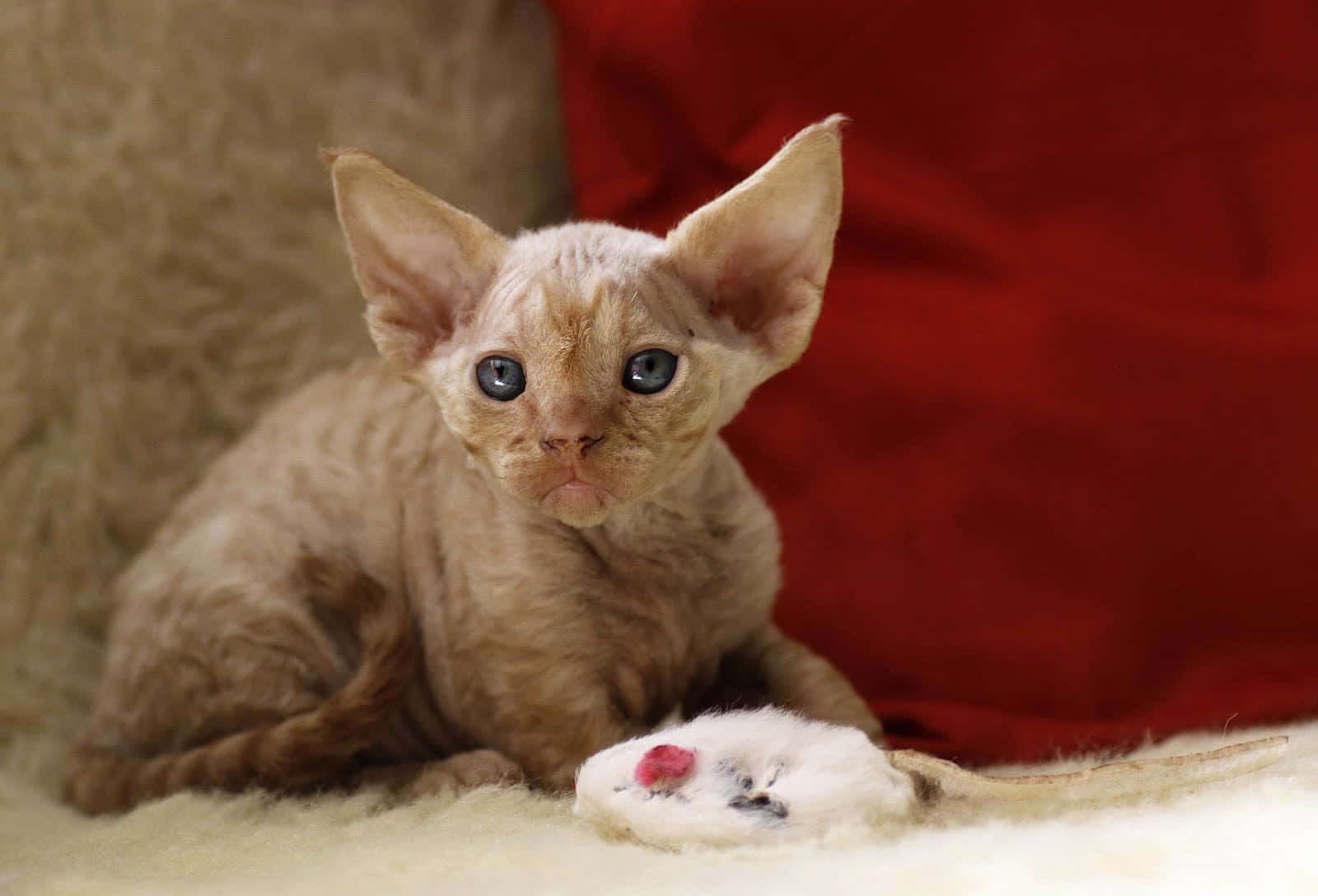 Delightful Devon Rex Cat Lounging On A Bed Wallpaper