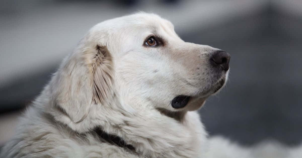 Delightful Fluffy Dog Enjoying Nature Wallpaper