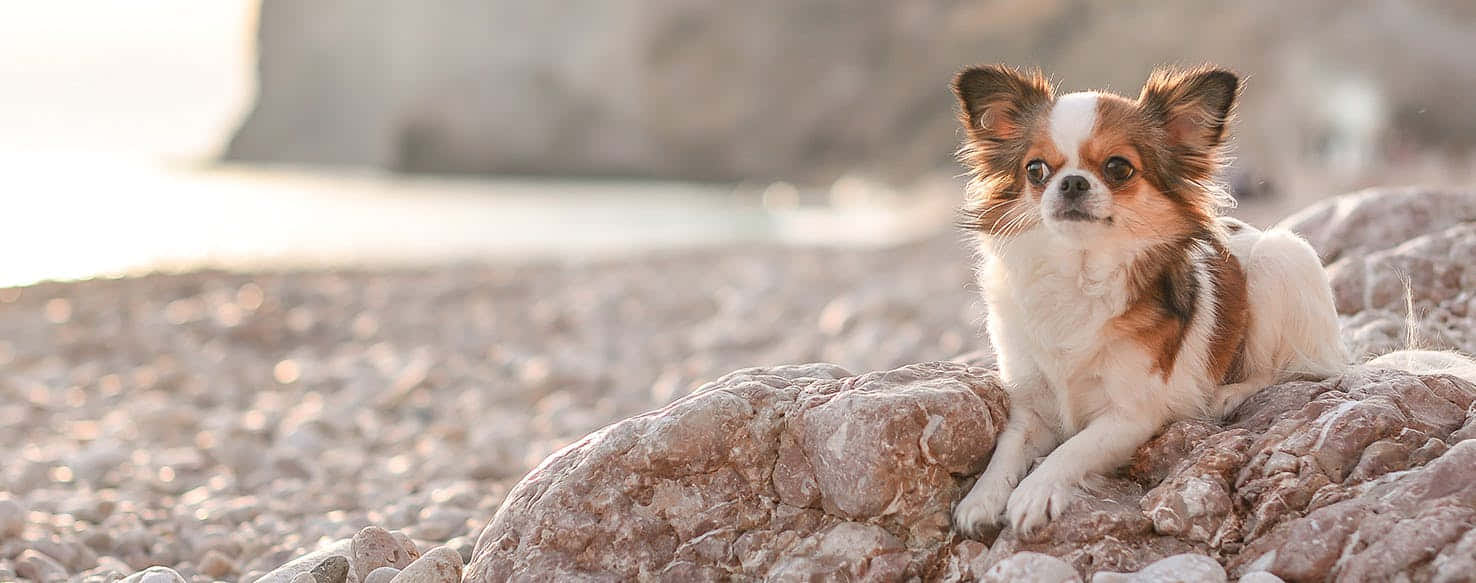 Delightful Fluffy Dog In The Green Park Wallpaper