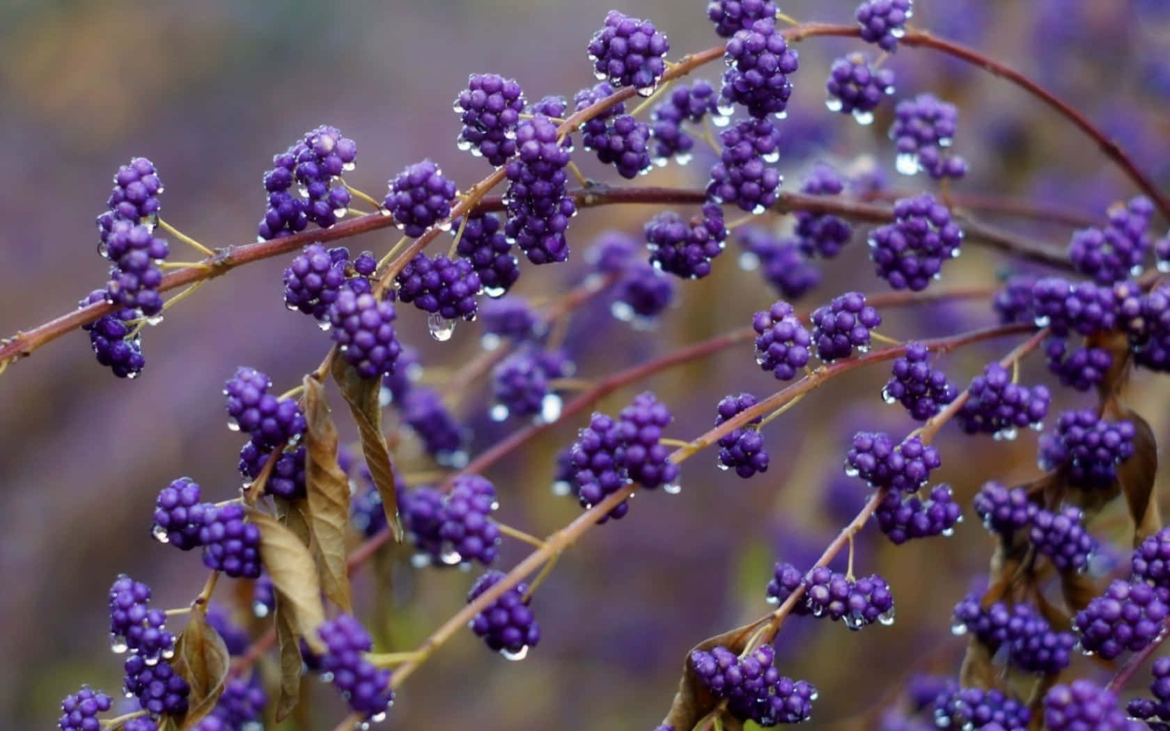 Delightful, Nutritious Purple Berries Wallpaper