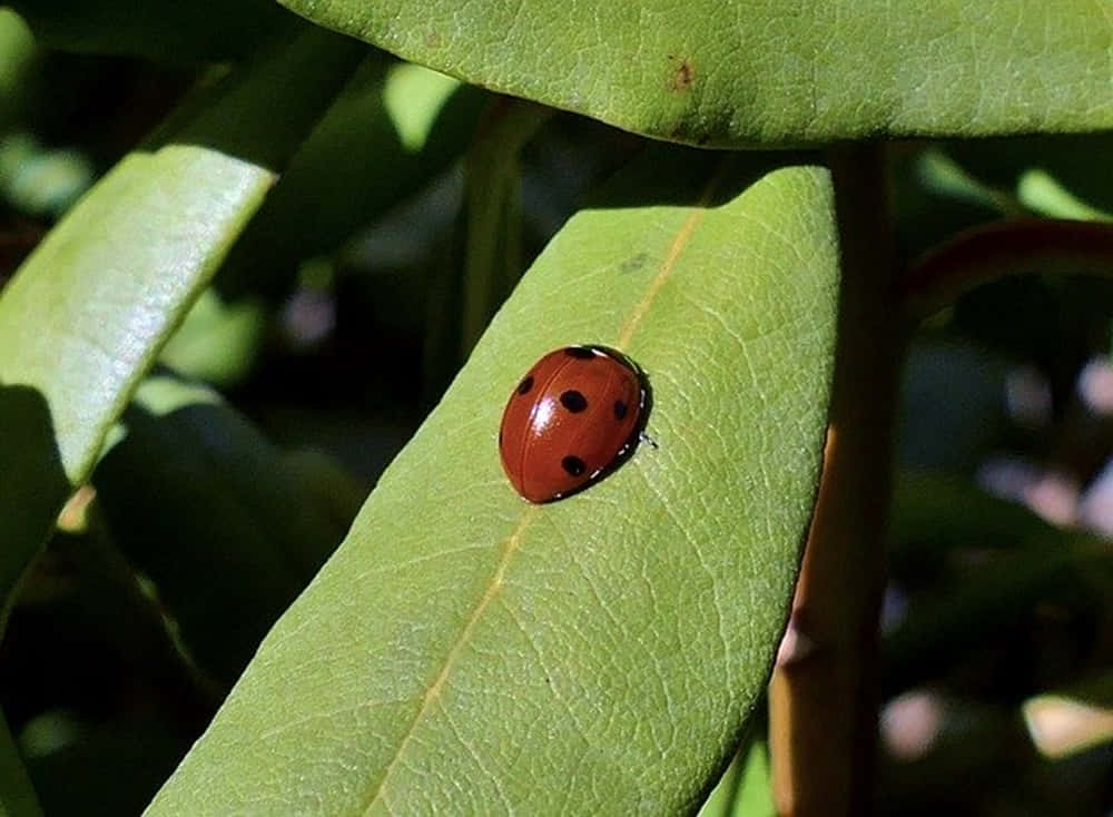 Delightful Spring Ladybugs On Fresh Green Leaves Wallpaper