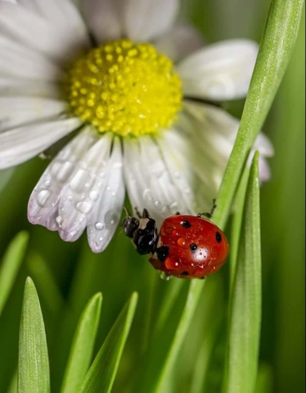 Delightful Spring Ladybugs On Vibrant Green Leaves Wallpaper