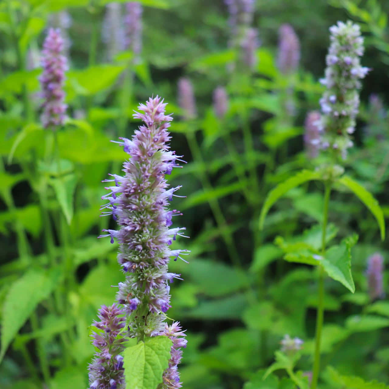 Delightful Treats Of Purple Licorice! Wallpaper