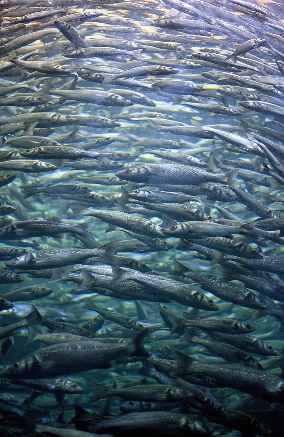 Dense Schoolof Fish Underwater.jpg Wallpaper