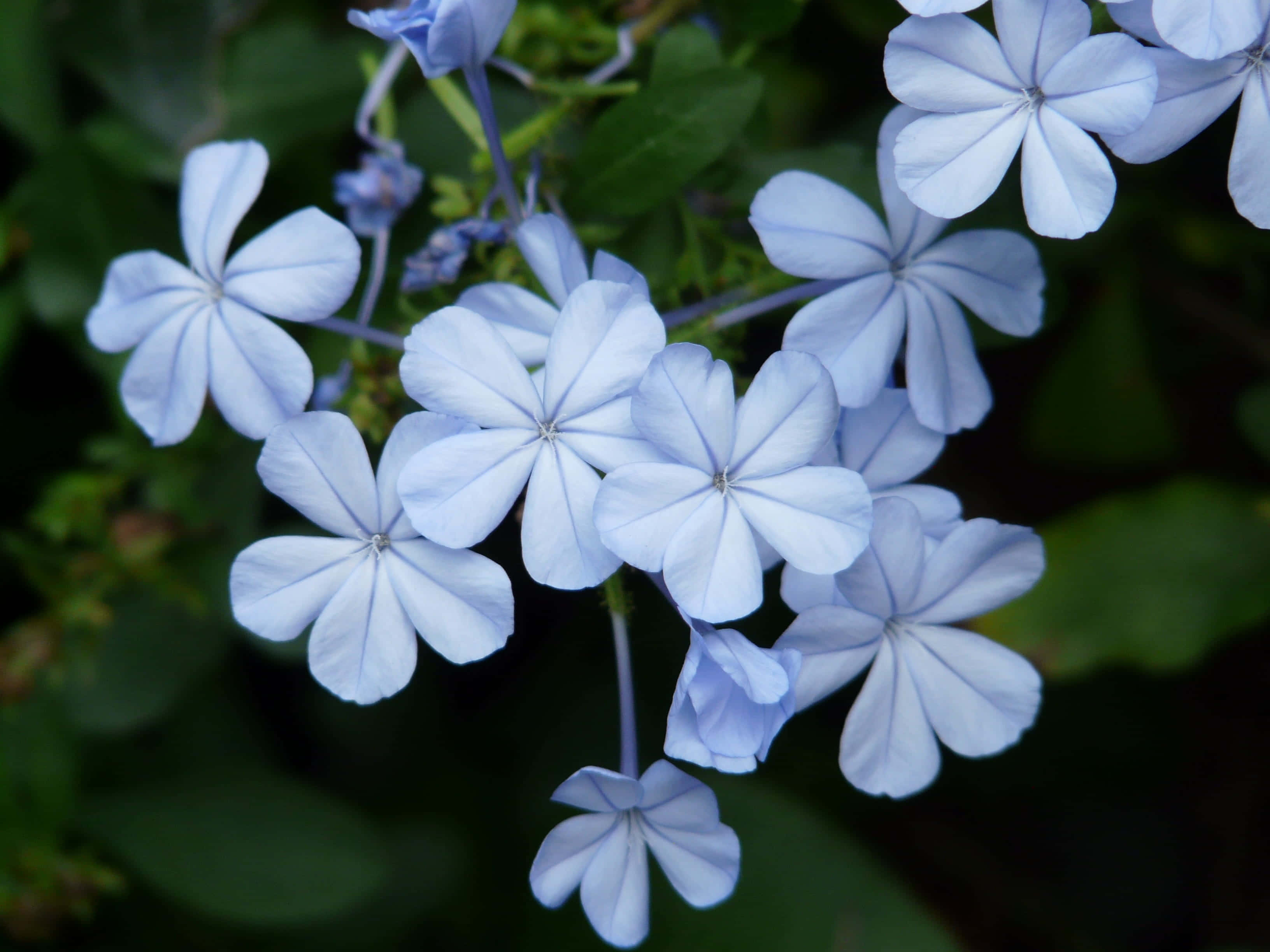 Depth And Strength Of Periwinkle Blue Wallpaper