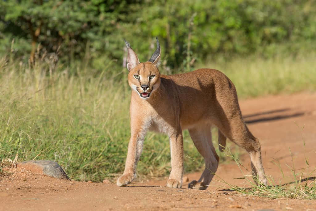 Desert Lynx Prowling The Landscape Wallpaper