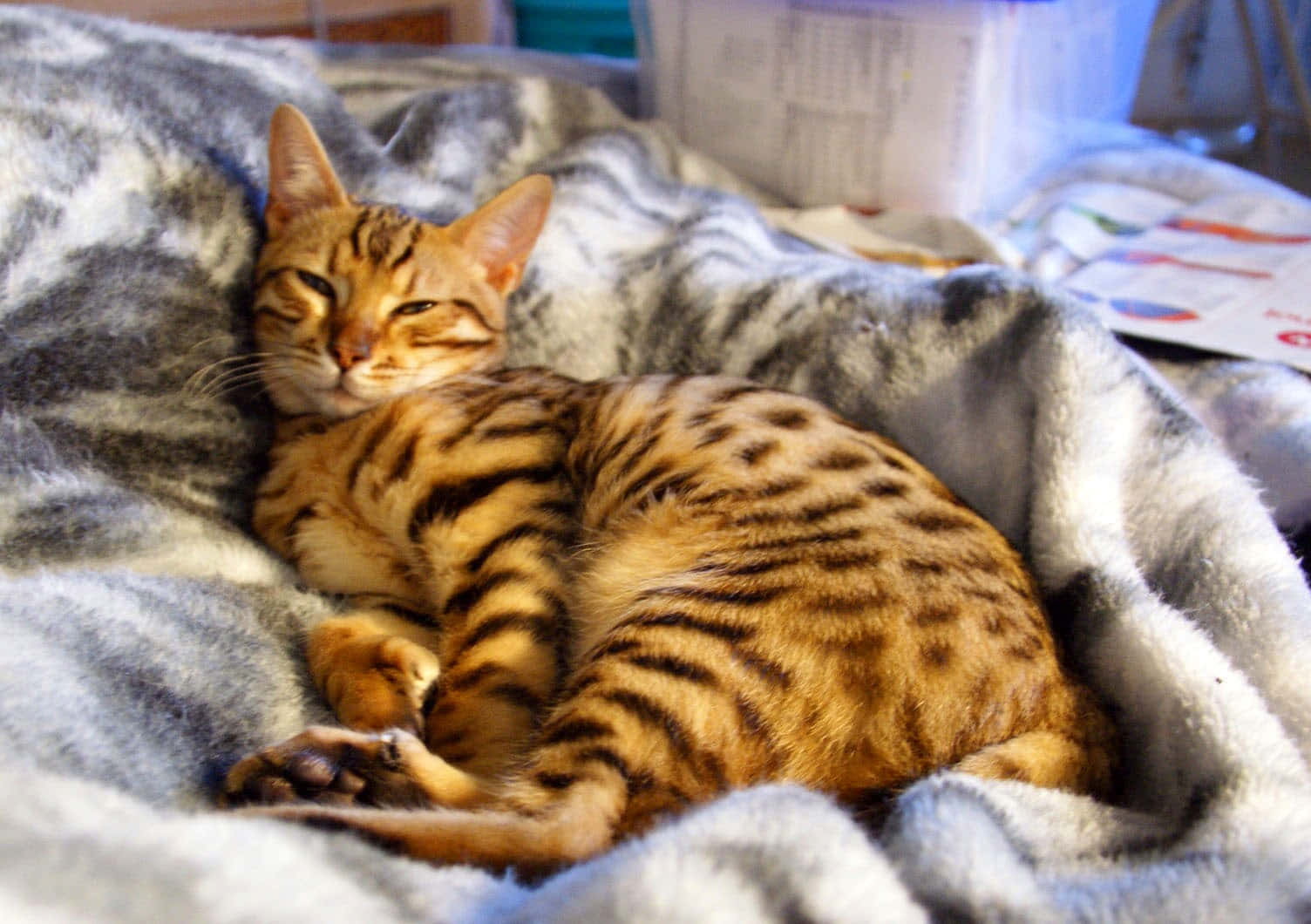 Desert Lynx Relaxing On A Rock Wallpaper