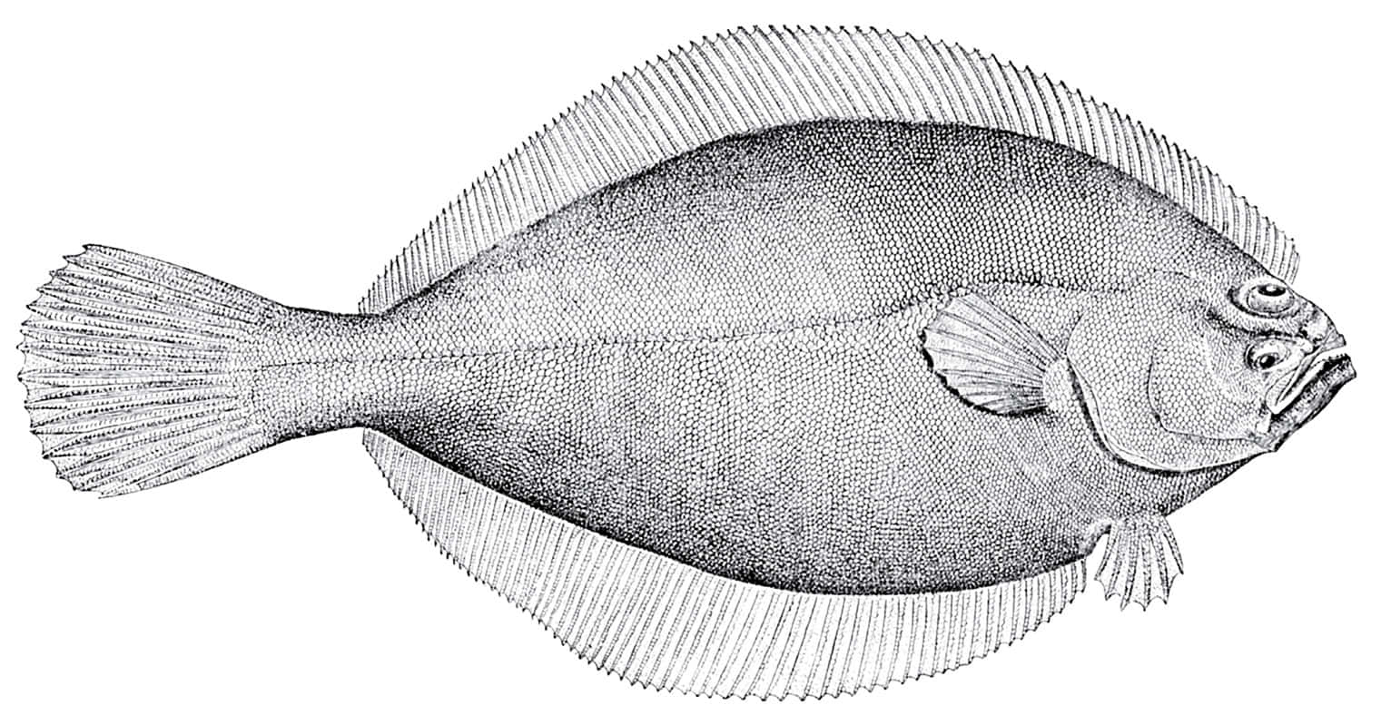 Detailed Plaice Illustration Wallpaper