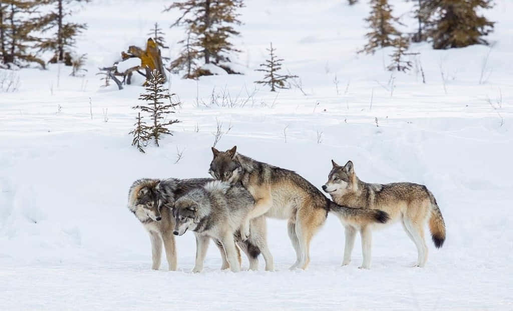 Determined Wolves On A Hunt During A Snowy Winter Day Wallpaper