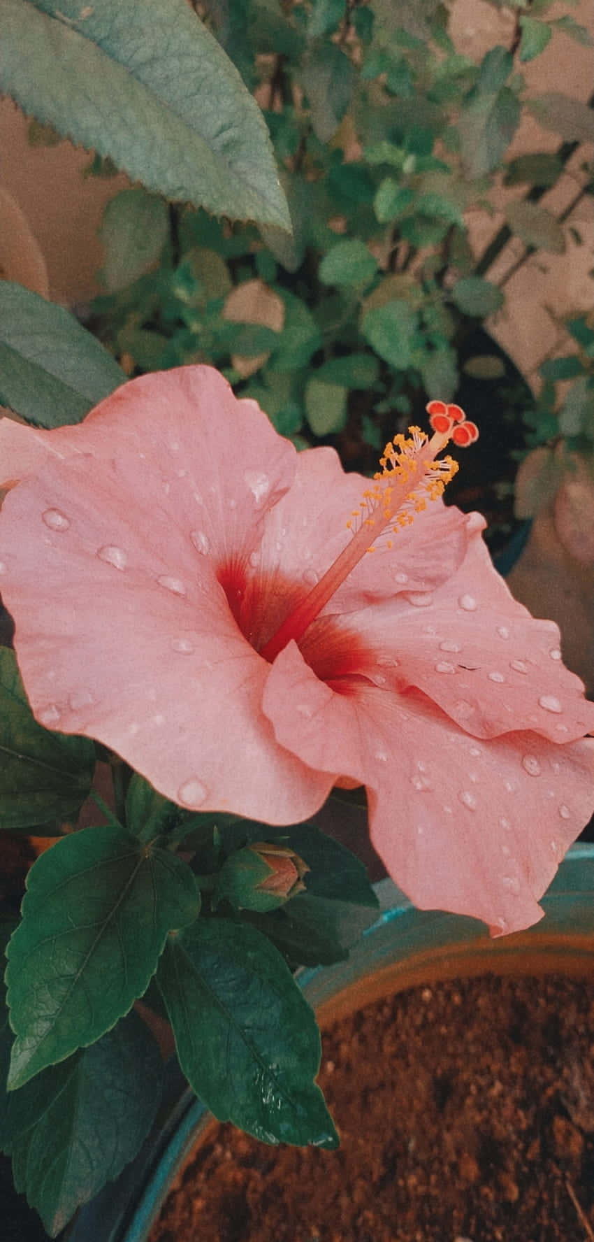 Dewy Pink Hibiscus Flower.jpg Wallpaper