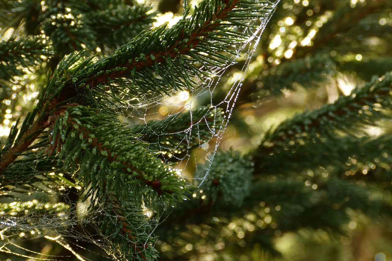 Dewy Spiderwebon Pine Branches Wallpaper