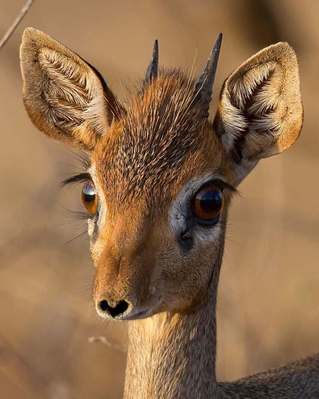 Dik Dik Portraitin Sunlight Wallpaper