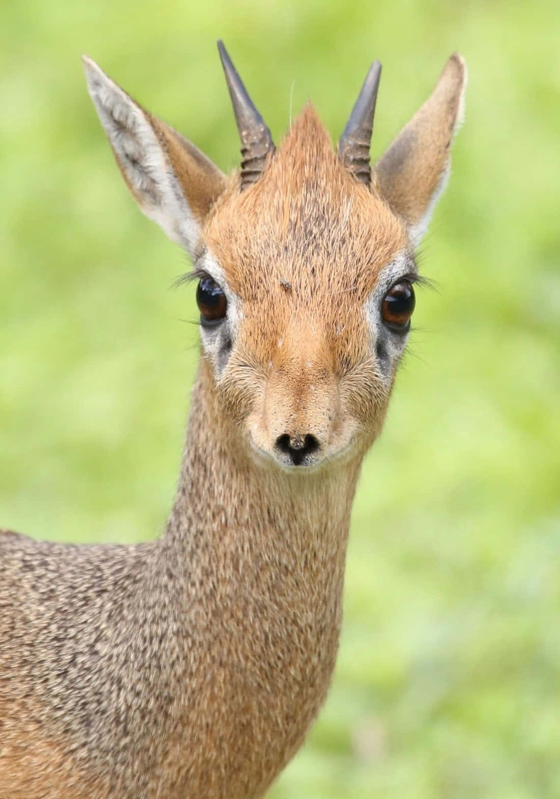 Dikdik Portrait Green Background.jpg Wallpaper