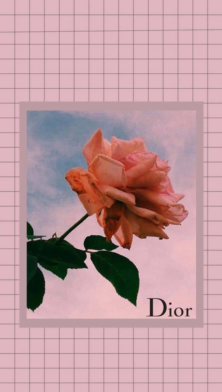 Dior Rose Aesthetic Wallpaper Wallpaper