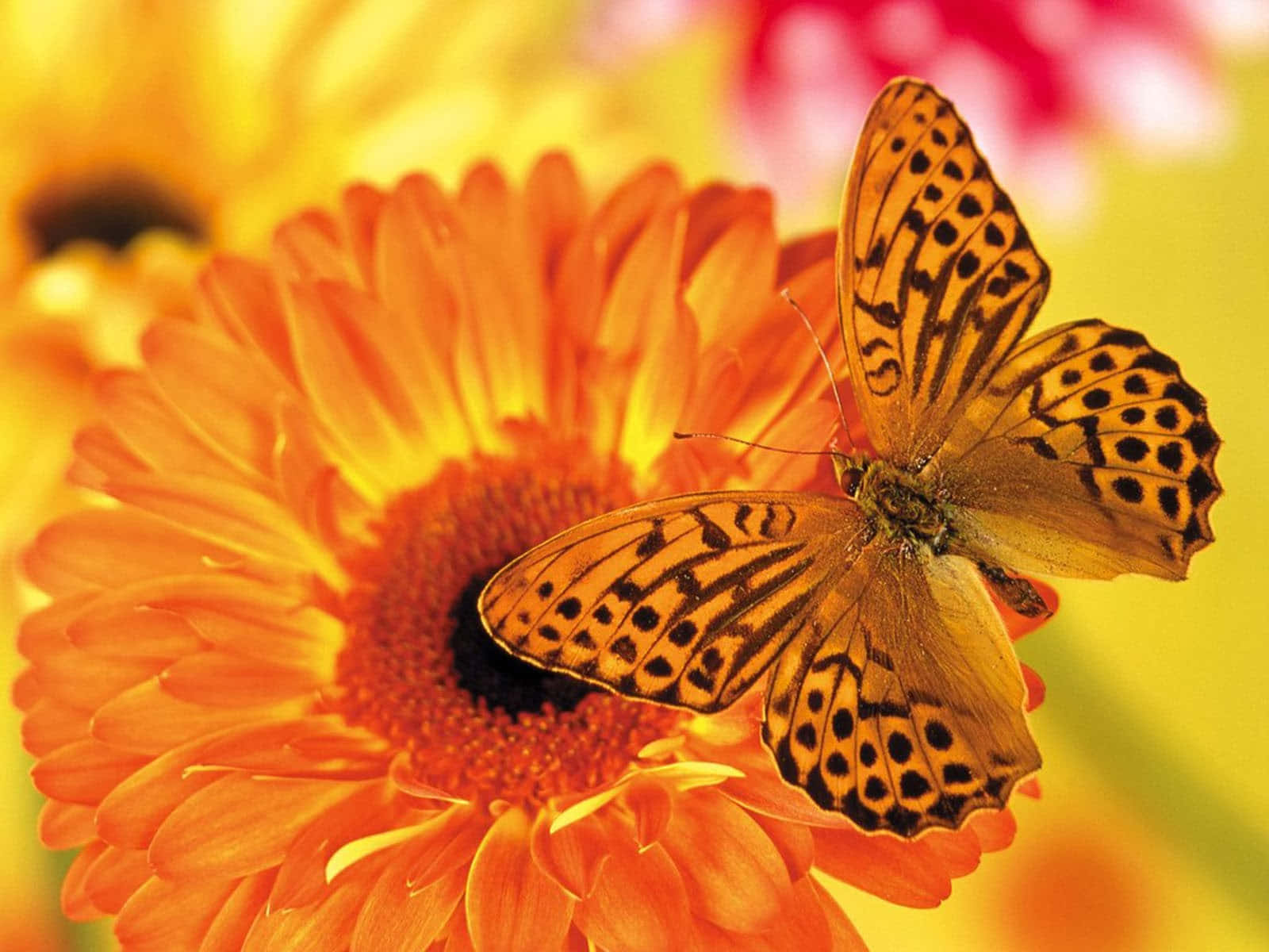 Discover The Majestic Beauty Of Butterfly Species Wallpaper