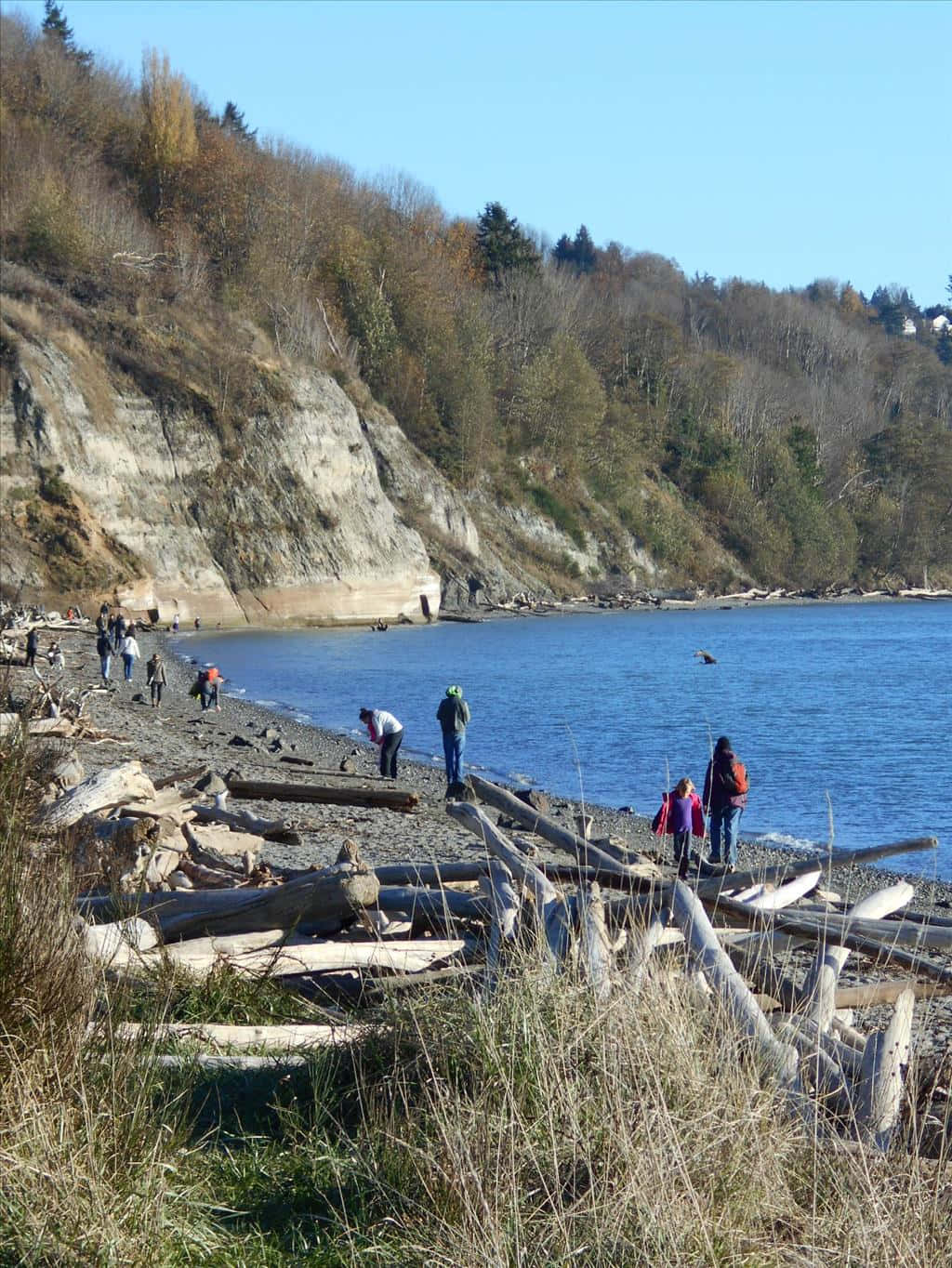 Discovery Park Seattle Beach Visitors Wallpaper