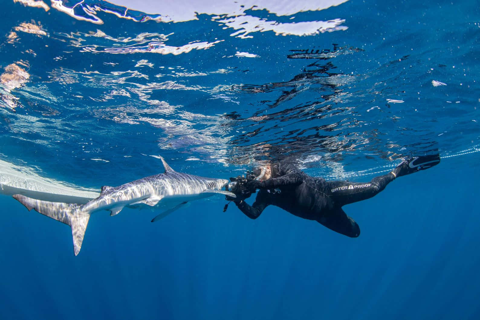 Diver Encounter With Blue Shark Wallpaper