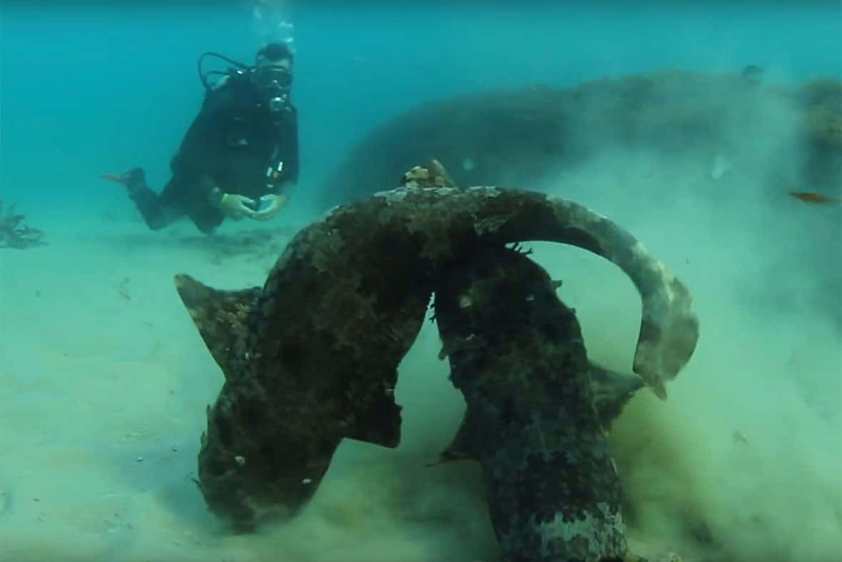 Diver Encounters Camouflaged Wobbegong Wallpaper