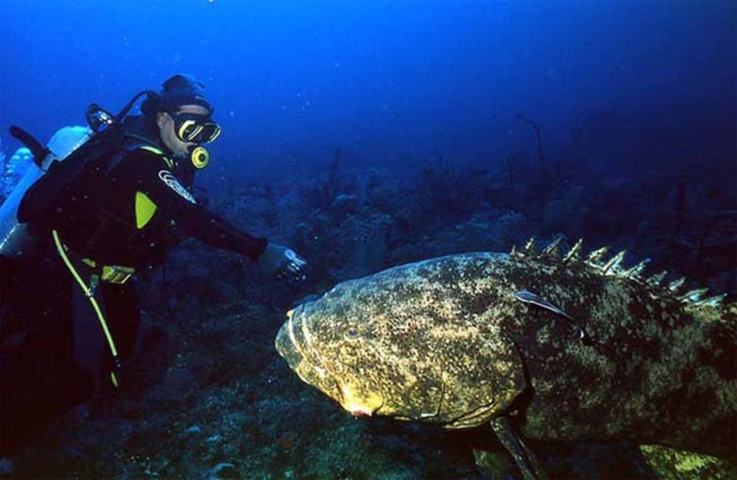 Diver Encounterwith Goliath Grouper Wallpaper