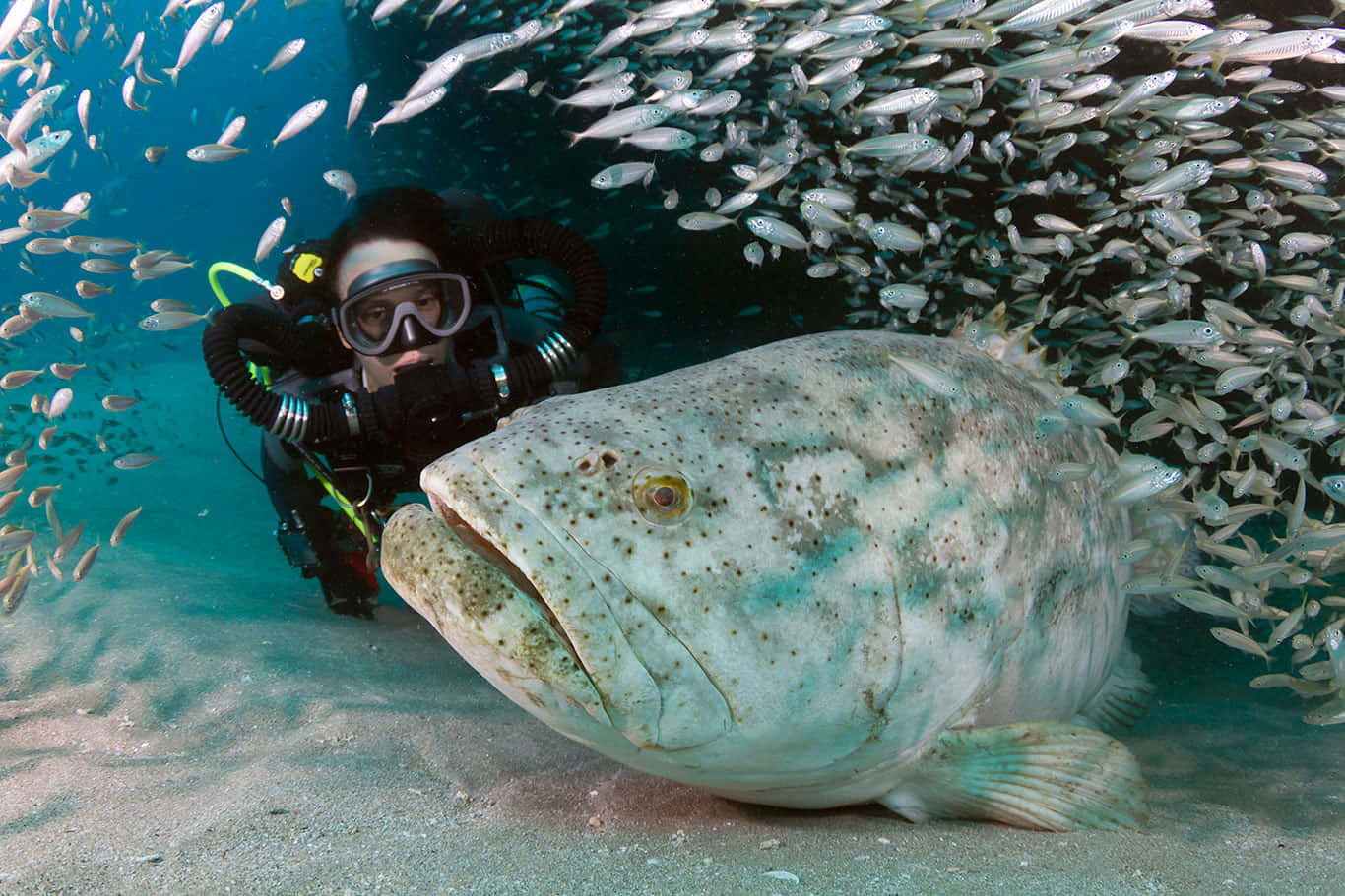 Diver Encounterwith Goliath Grouper Wallpaper