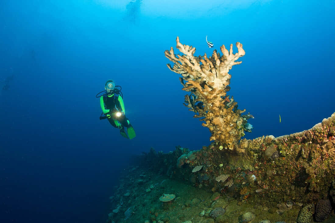 Diver Exploring Coral Reef Wallpaper