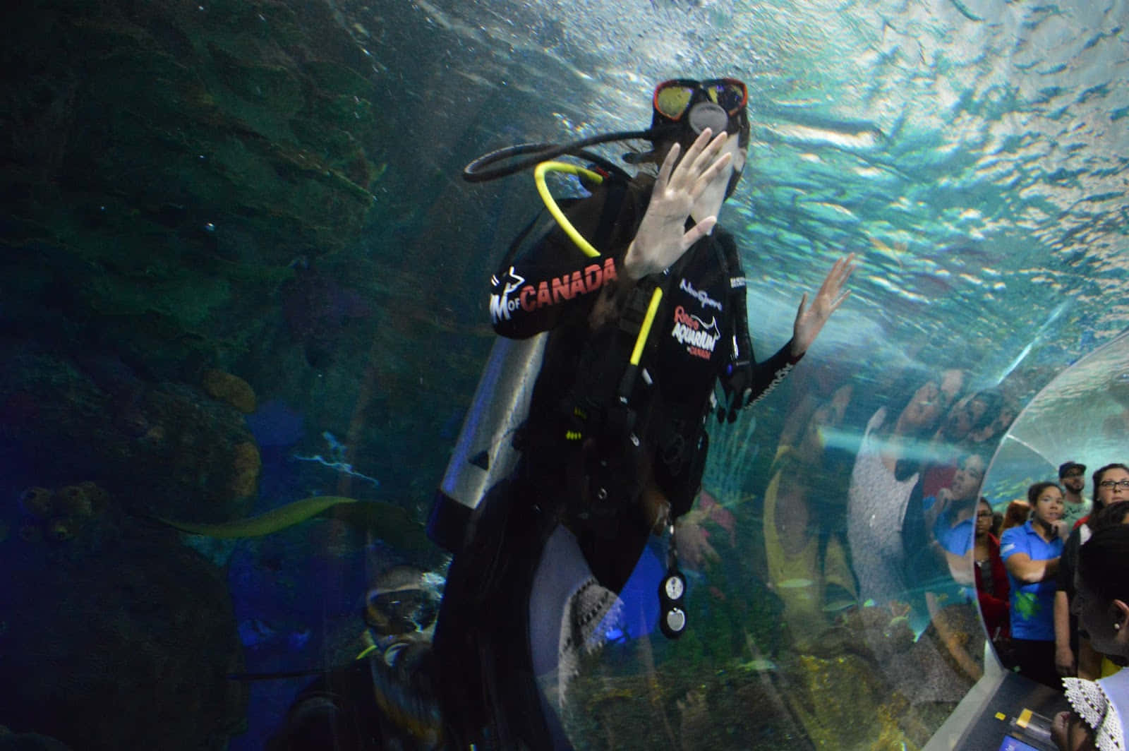 Diver Greetingat Ripleys Aquarium Wallpaper