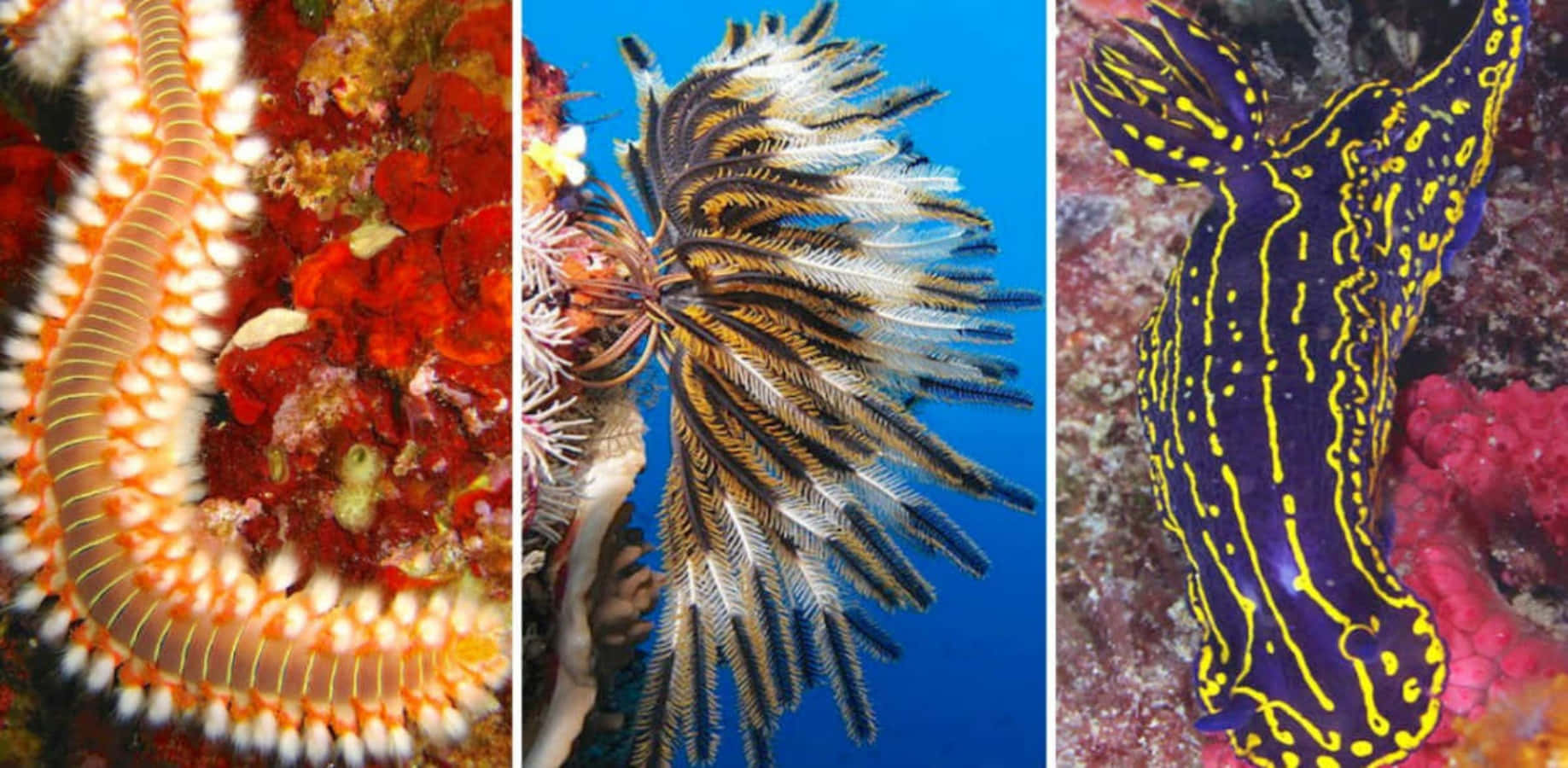 Diverse Invertebrates Underwater Wallpaper