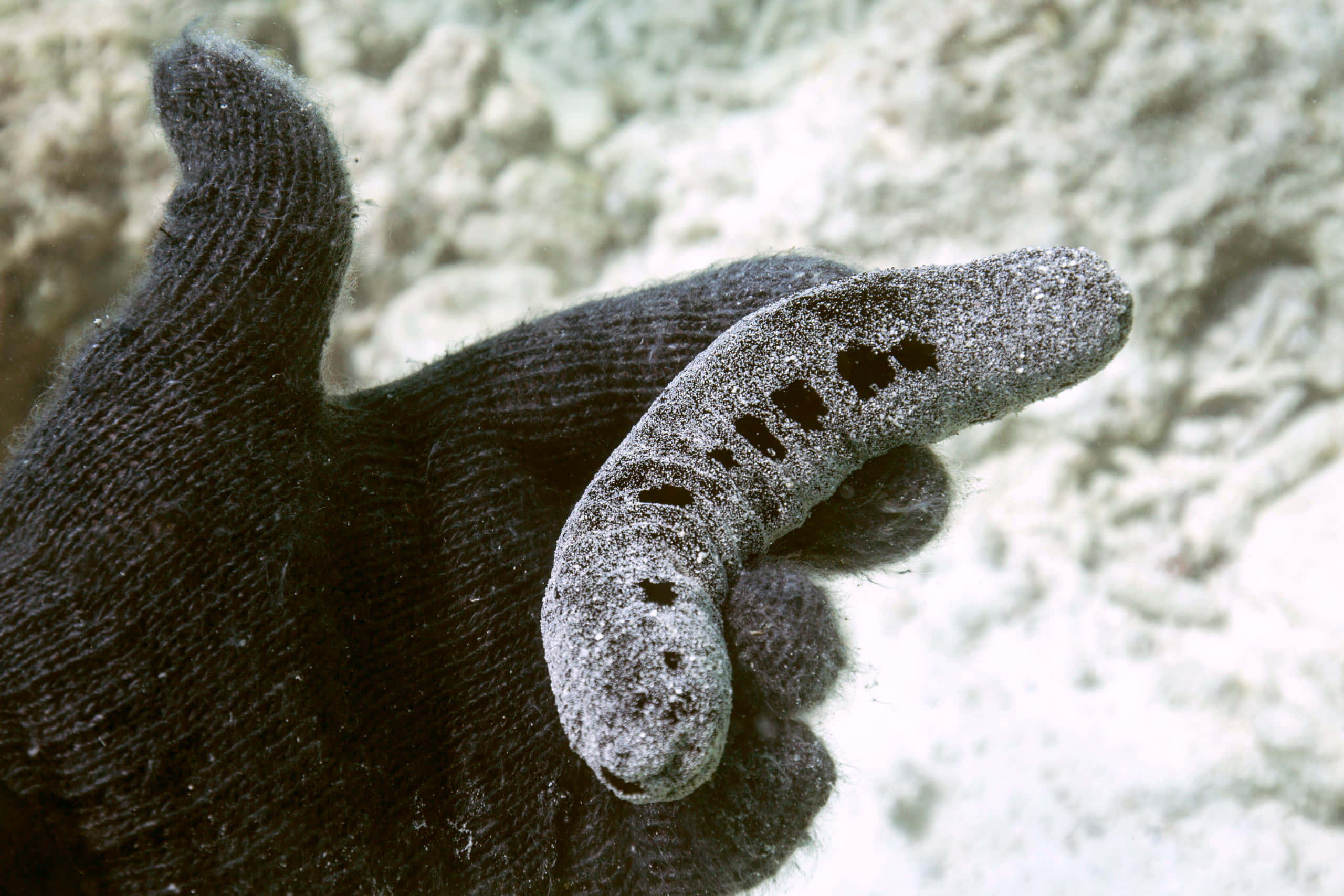 Diving Into The Depths With A Sea Cucumber Wallpaper