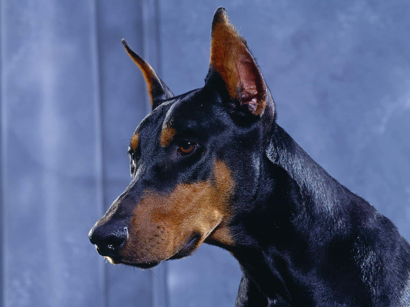 Doberman Side Wallpaper