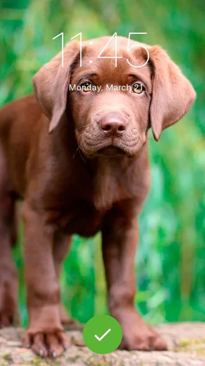 Dog Breeds As Screensaver Wallpaper