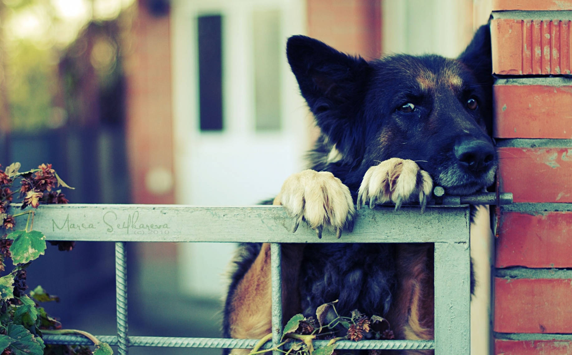 Dog Waiting Behind Gate Wallpaper