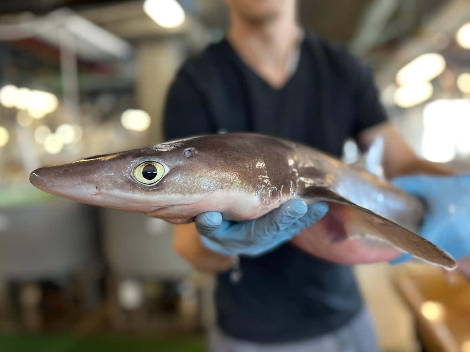 Dogfish Shark Held In Hands Wallpaper