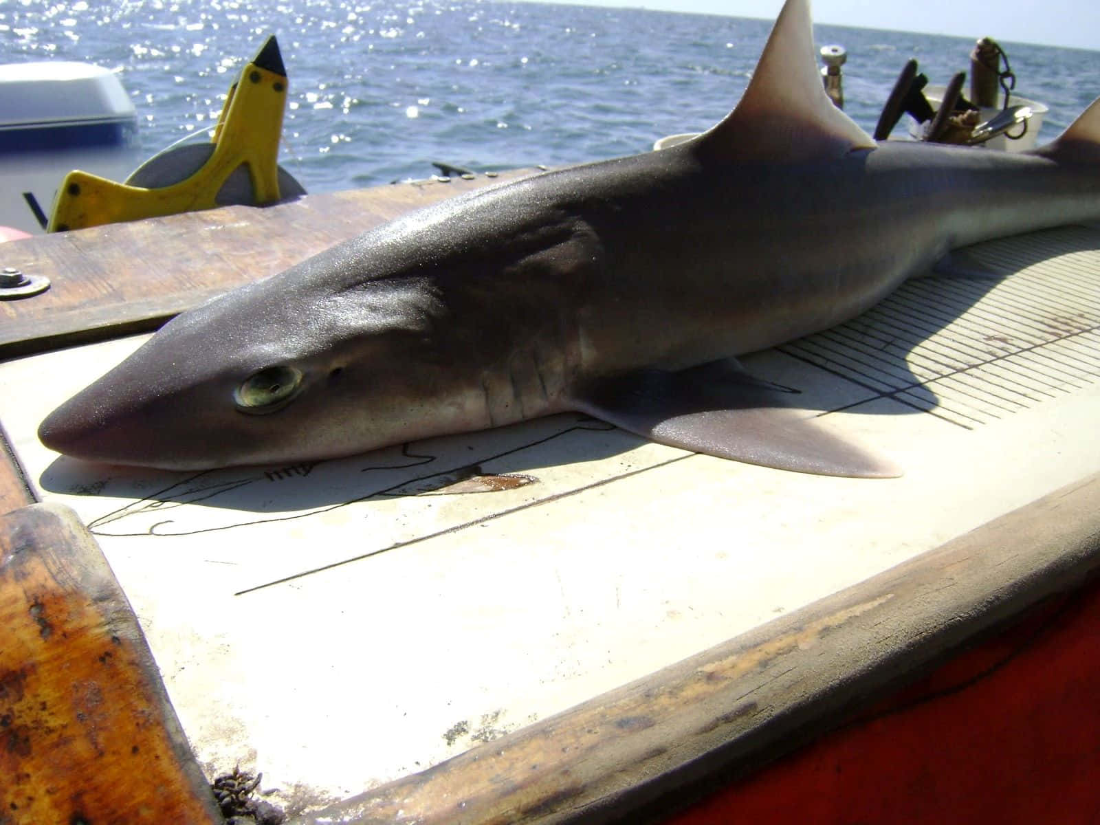 Dogfish Sharkon Boat Deck Wallpaper