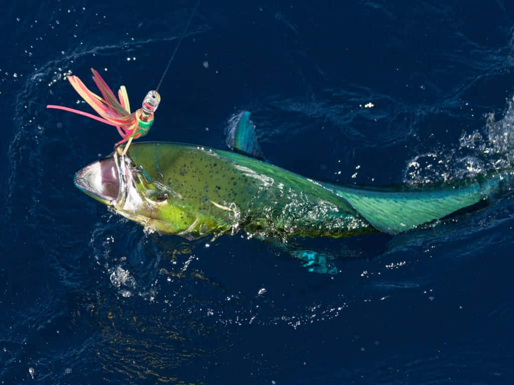 Dolphinfish Caughton Lure Wallpaper