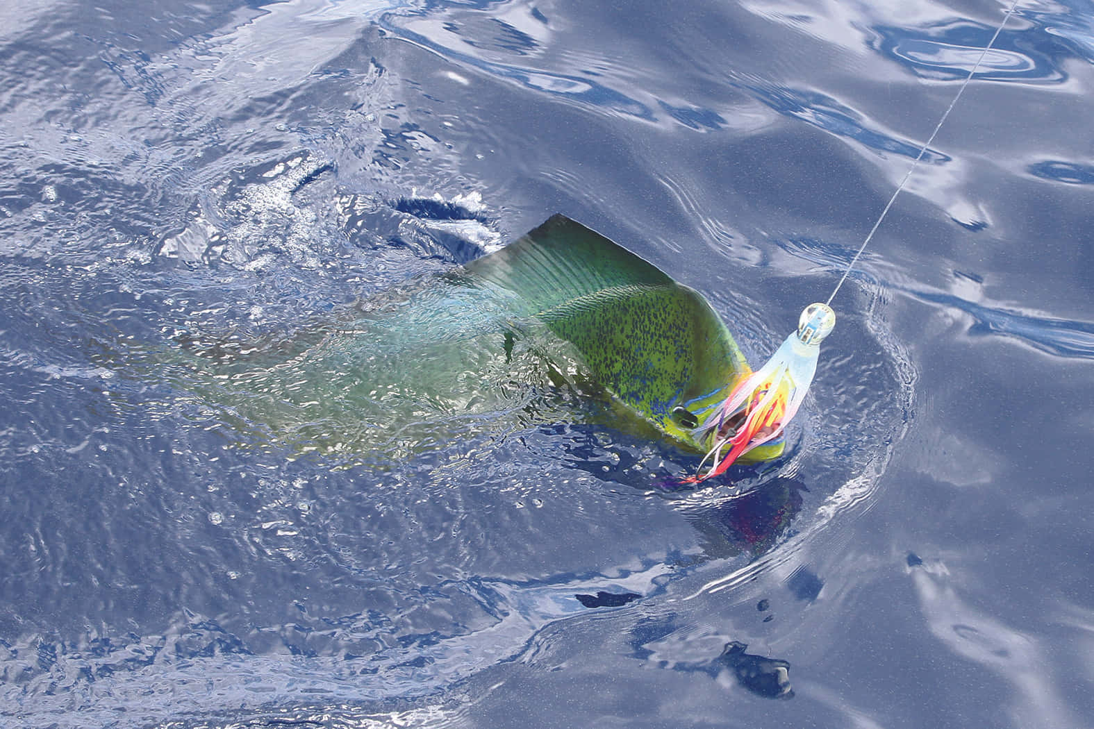 Dolphinfish Caughton Lure Wallpaper