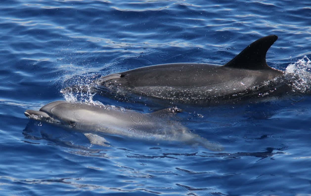 Dolphins Swimming Blue Ocean Wallpaper