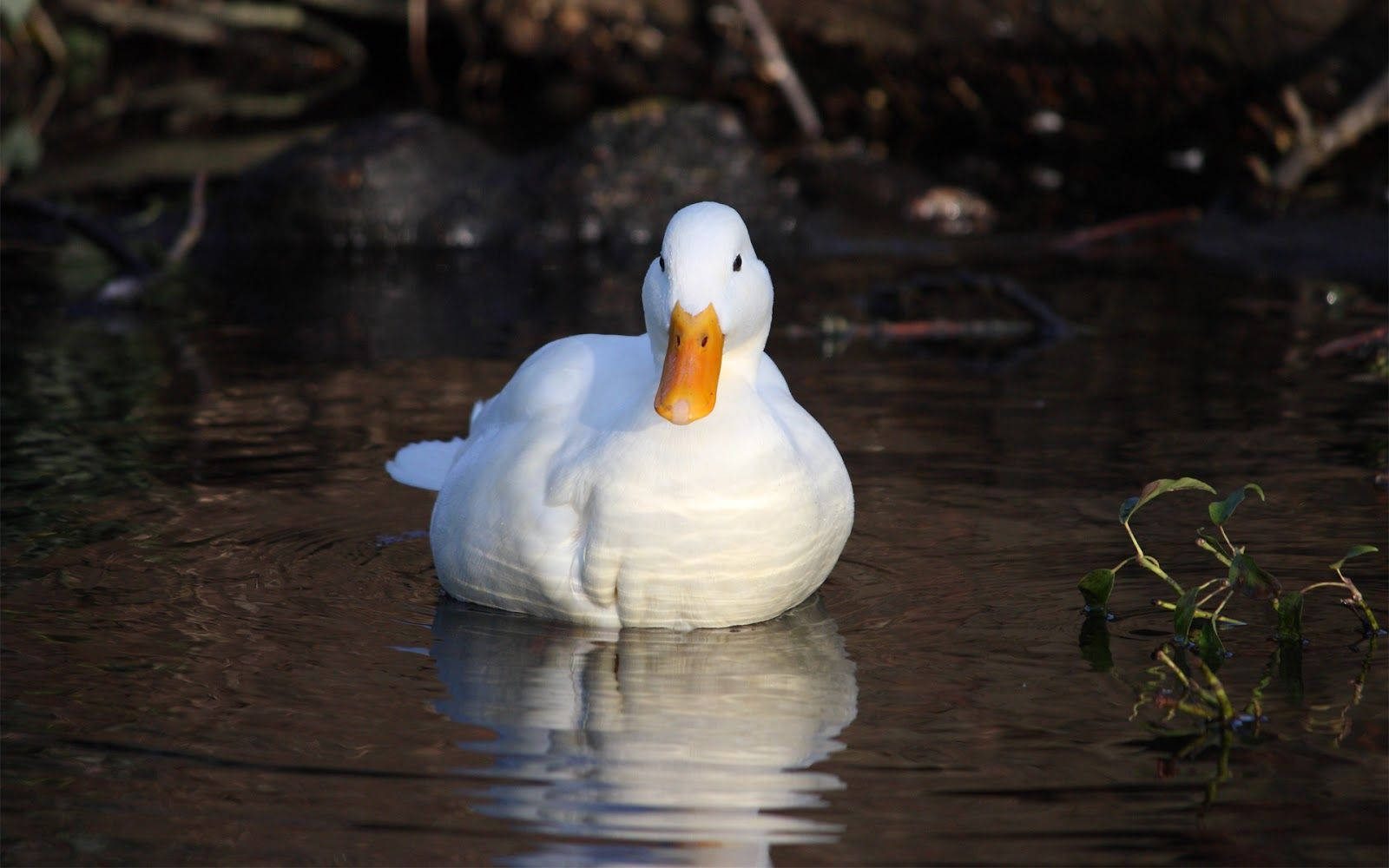 Domestic White Duck Wallpaper