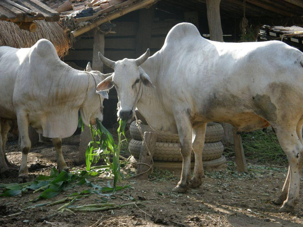 Domesticated White Oxen Wallpaper