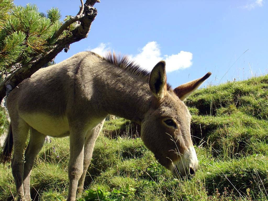 Donkey Feeding On Healthy Grass Wallpaper