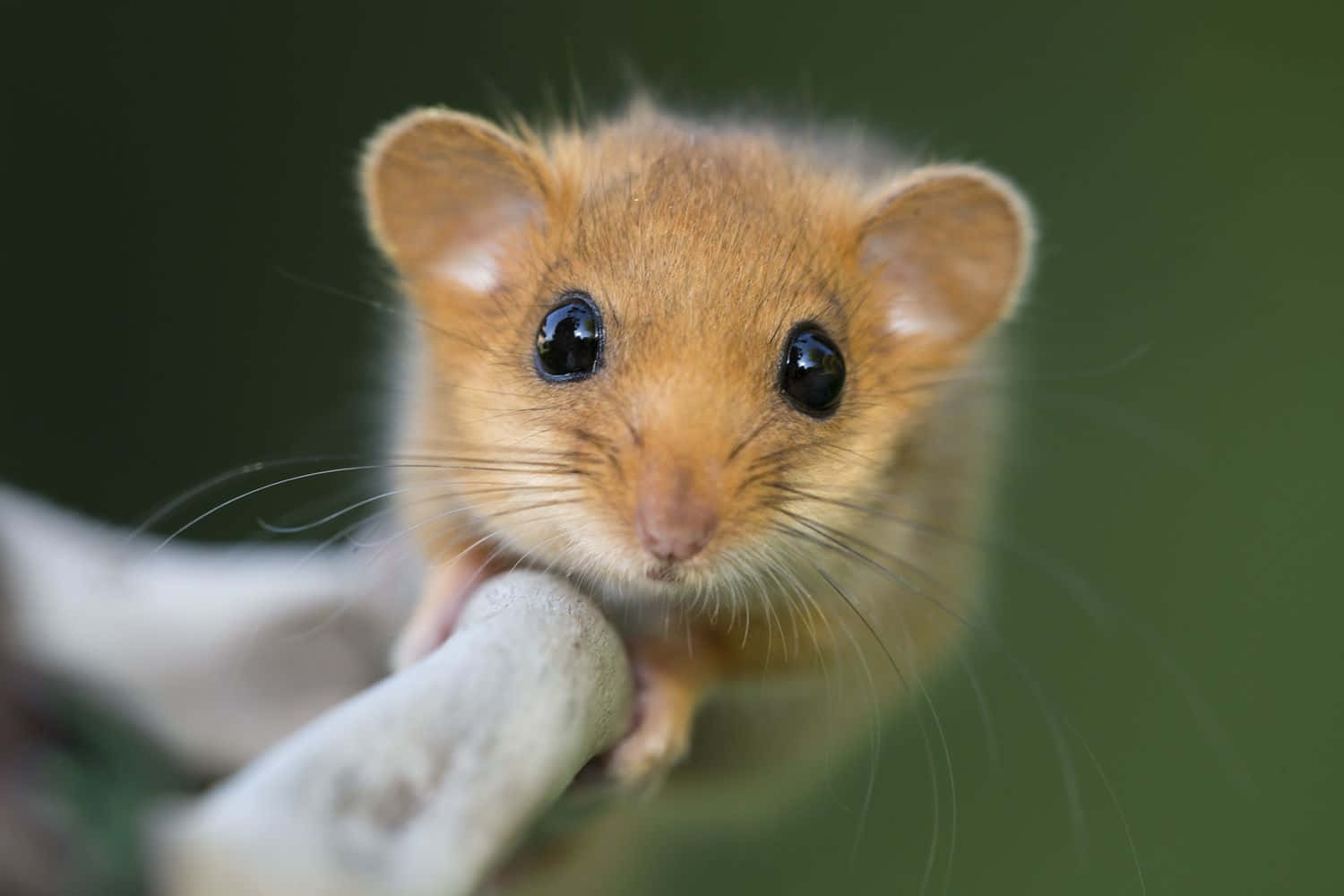 Dormouse Close Up Portrait Wallpaper