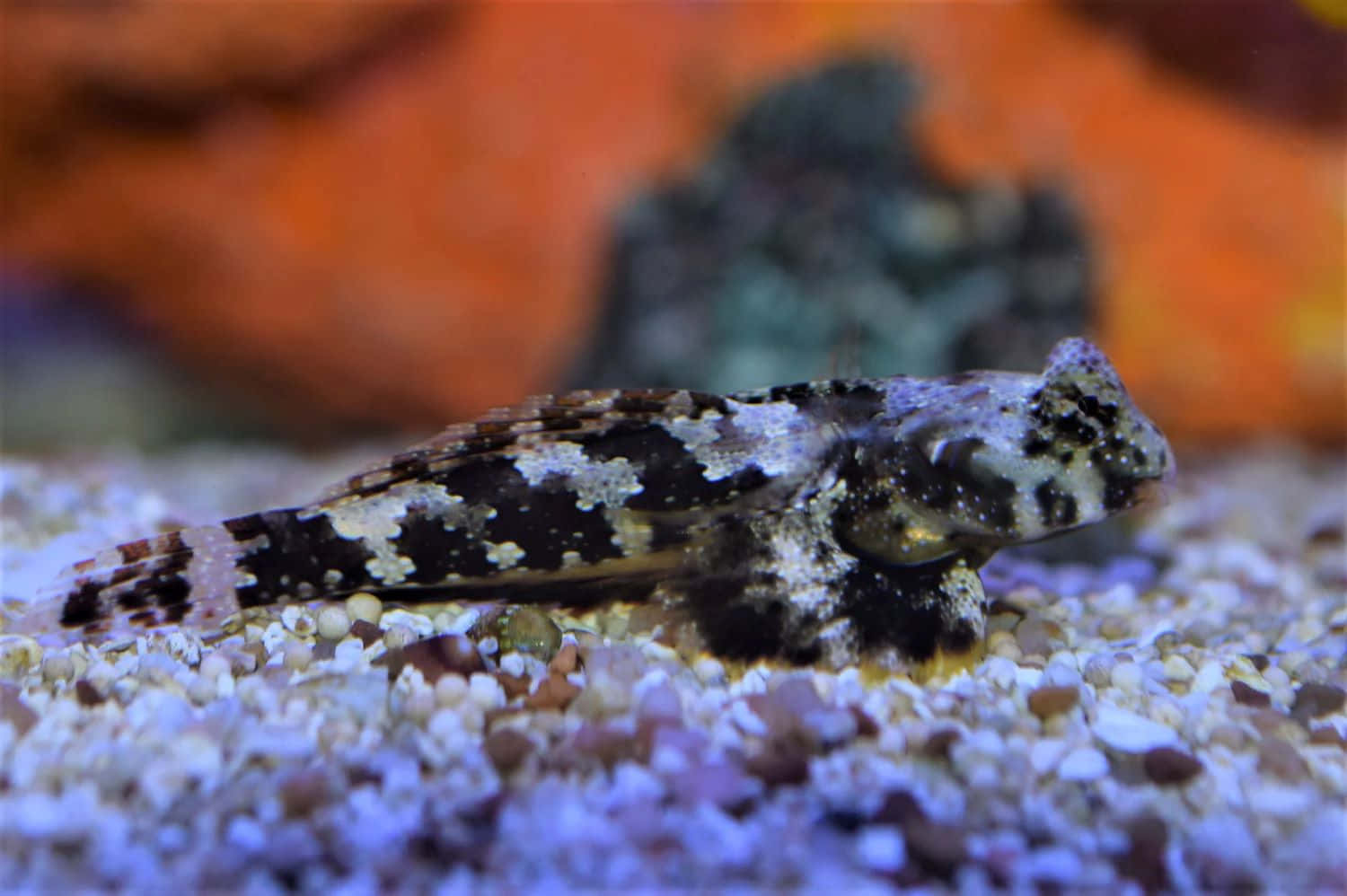 Dragonet Fish Camouflaged Wallpaper