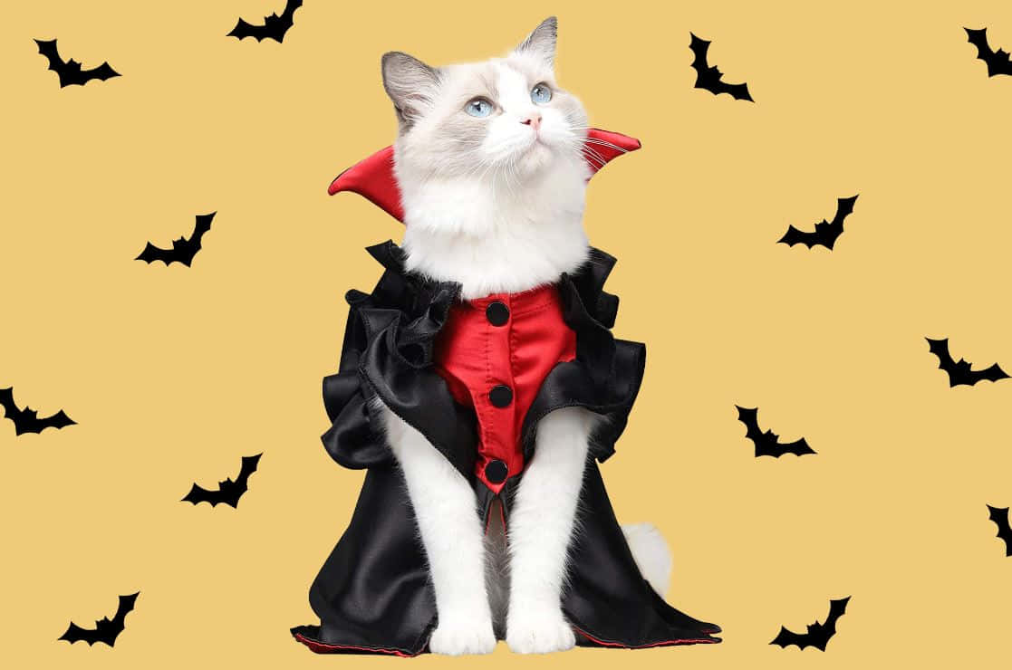 Dress Up Fido In Style This Halloween! Wallpaper