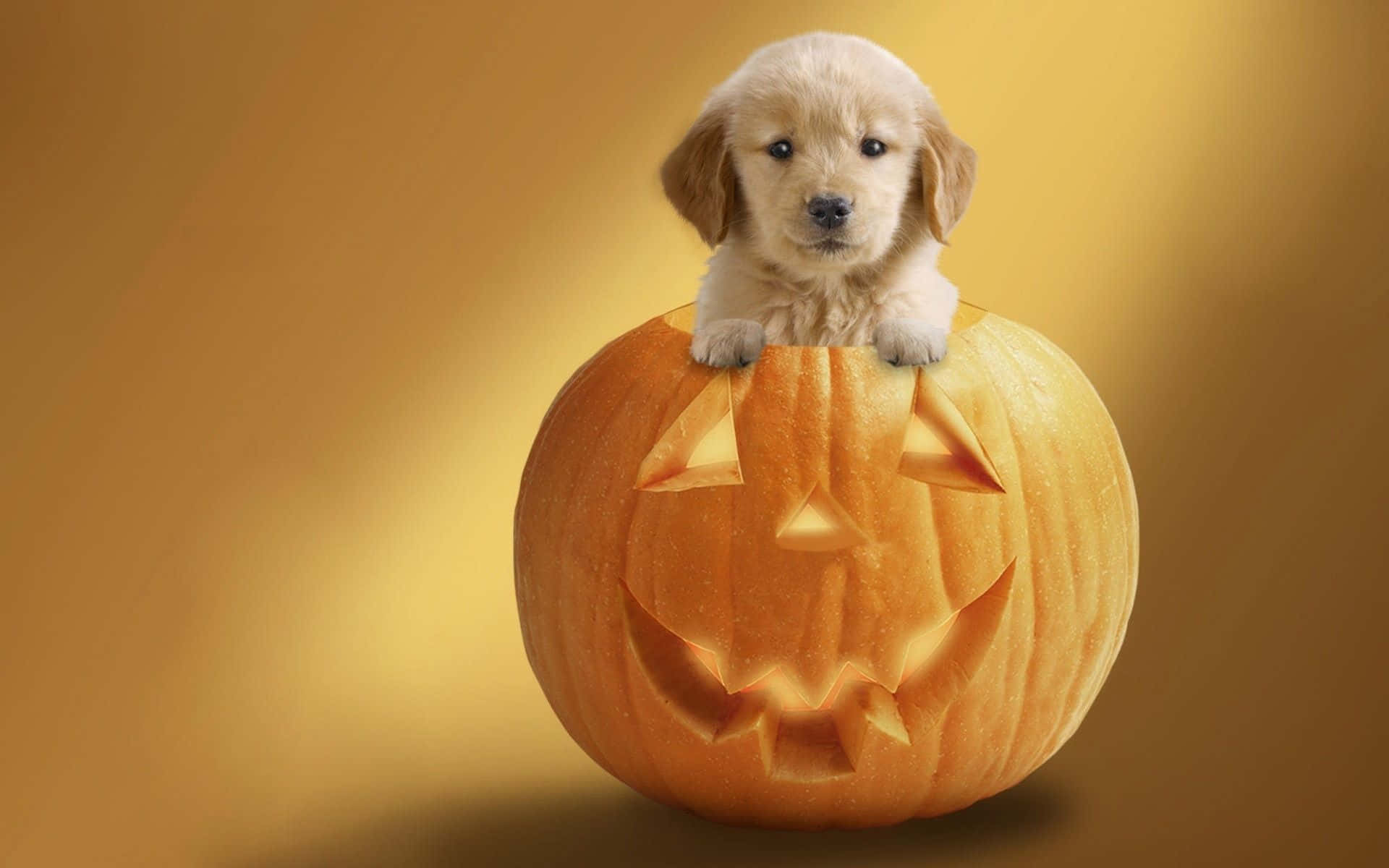 Dress Up Your Furry Friend This Halloween With These Spooky Pet Costumes. Wallpaper