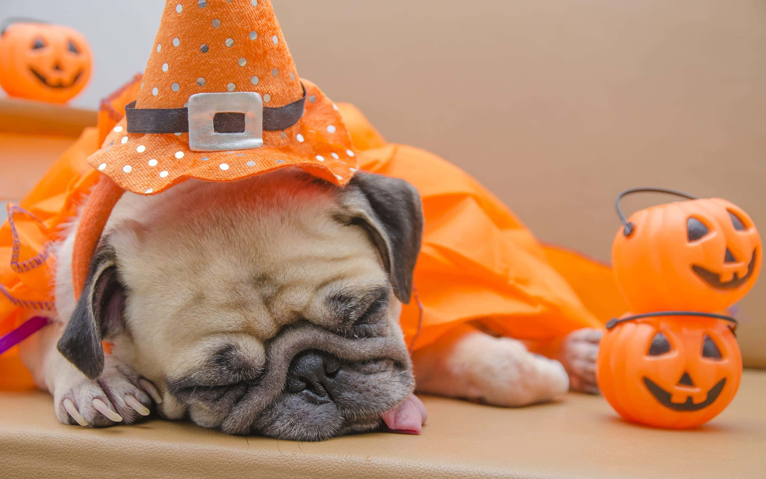 Dress-up Your Pets For The Halloween With These Fun Costumes Wallpaper