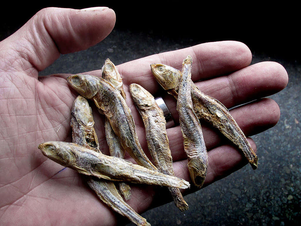 Dried Smelt Fishin Hand Wallpaper