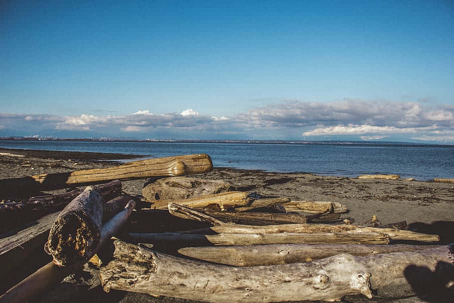 Driftwoodon Beach Shoreline Wallpaper