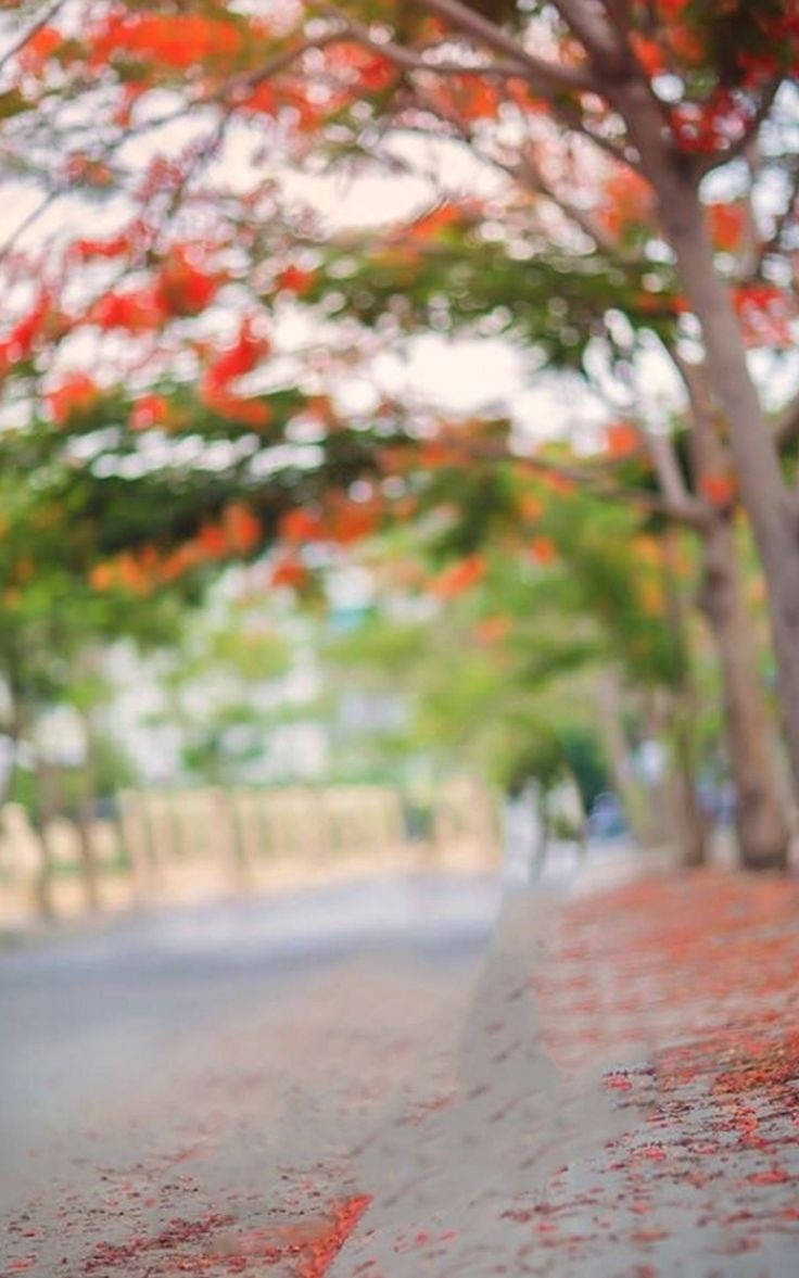 Dslr Blur Gulmohar Tree Wallpaper